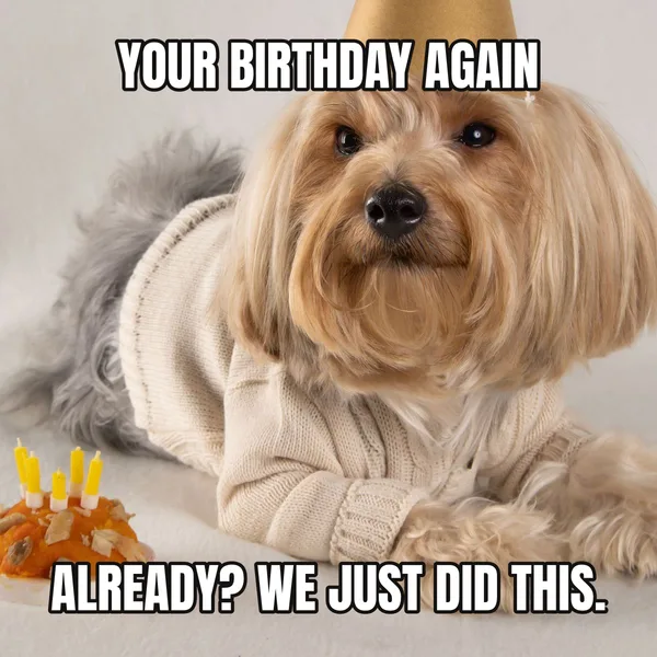 "ALREADY? WE JUST DID THIS." — dog wearing a hat, sarcastic birthday meme
