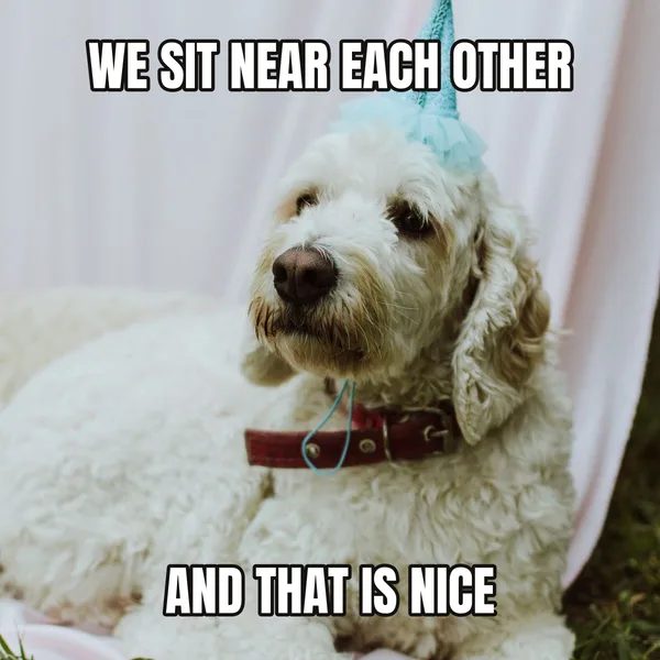 "AND THAT IS NICE" — dog wearing a hat, coworker birthday meme