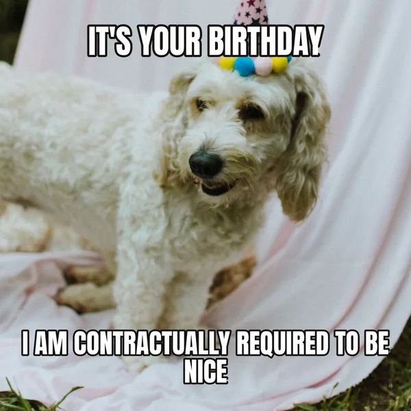 "I AM CONTRACTUALLY REQUIRED TO BE NICE" — dog wearing a hat, funny birthday meme