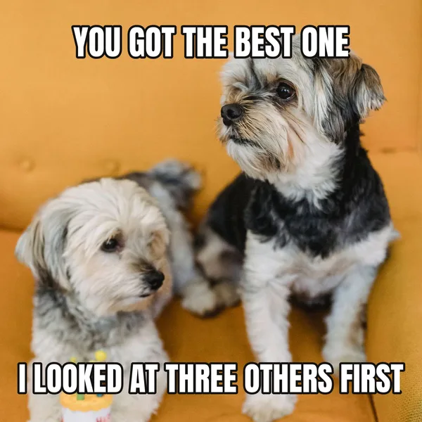 "I LOOKED AT THREE OTHERS FIRST" — dog wearing a hat, sarcastic birthday meme