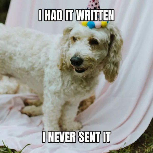 "I NEVER SENT IT" — dog wearing a hat, belated birthday meme