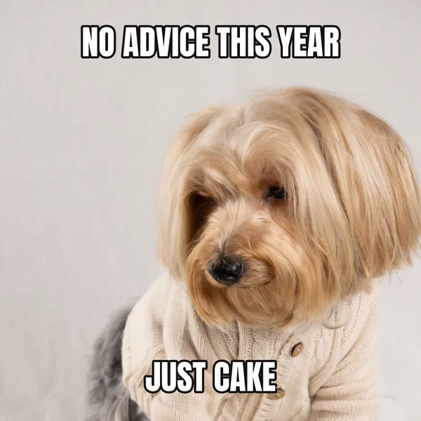 "JUST CAKE" — dog wearing a cake, wholesome birthday meme