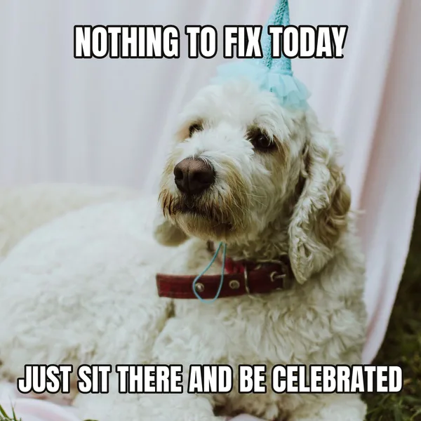 "JUST SIT THERE AND BE CELEBRATED" — dog wearing a hat, wholesome birthday meme