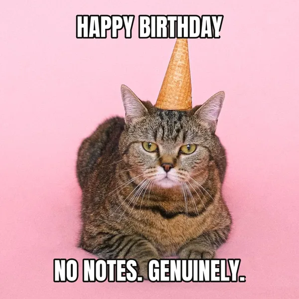 "NO NOTES. GENUINELY." — cat wearing a hat, funny birthday meme