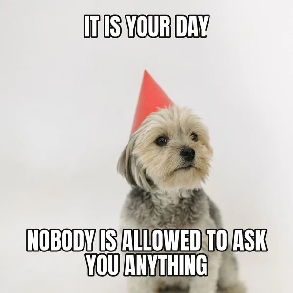 "NOBODY IS ALLOWED TO ASK YOU ANYTHING" — dog wearing a hat, funny birthday meme