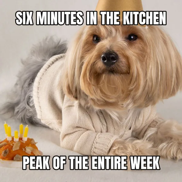 "PEAK OF THE ENTIRE WEEK" — dog wearing a hat, coworker birthday meme