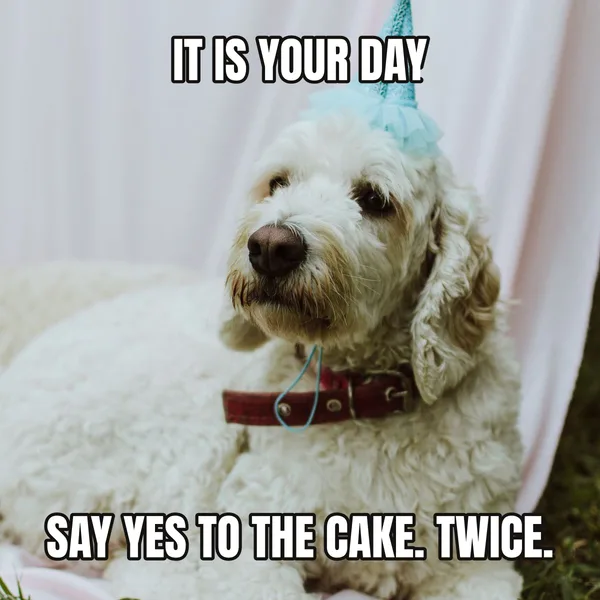 "SAY YES TO THE CAKE. TWICE." — dog wearing a hat, wholesome birthday meme