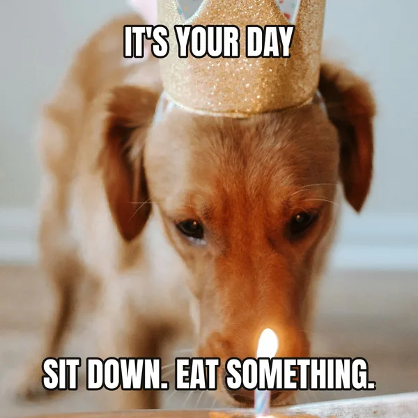 "SIT DOWN. EAT SOMETHING." — dog wearing a crown, wholesome birthday meme