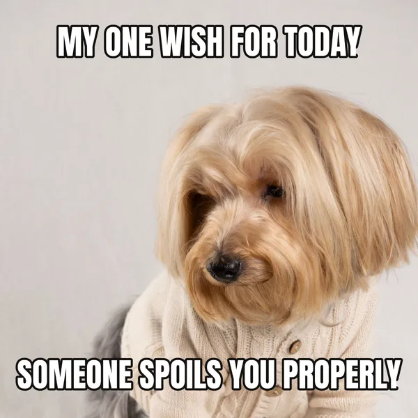 "SOMEONE SPOILS YOU PROPERLY" — dog wearing a cake, wholesome birthday meme
