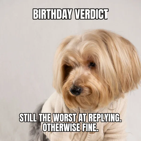 "STILL THE WORST AT REPLYING. OTHERWISE FINE." — dog wearing a cake, sarcastic birthday meme