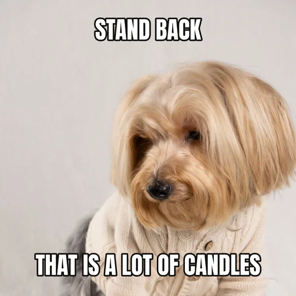 "THAT IS A LOT OF CANDLES" — dog wearing a cake, funny birthday meme