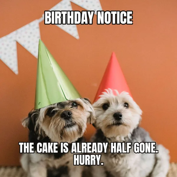 "THE CAKE IS ALREADY HALF GONE. HURRY." — dog wearing a hat, coworker birthday meme
