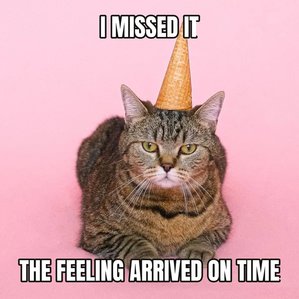 "THE FEELING ARRIVED ON TIME" — cat wearing a hat, belated birthday meme