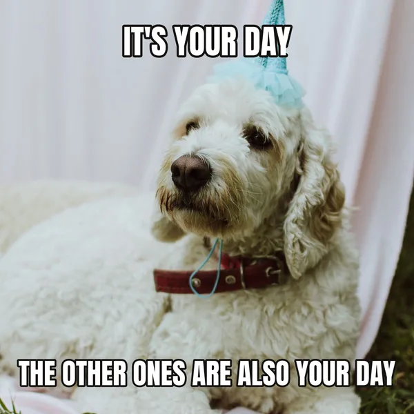 "THE OTHER ONES ARE ALSO YOUR DAY" — dog wearing a hat, funny birthday meme
