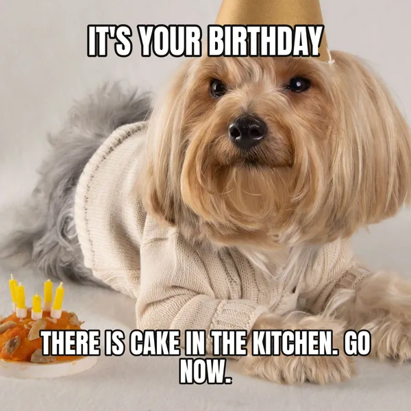 "THERE IS CAKE IN THE KITCHEN. GO NOW." — dog wearing a hat, coworker birthday meme