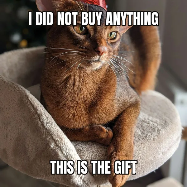 "THIS IS THE GIFT" — cat wearing a hat, funny birthday meme