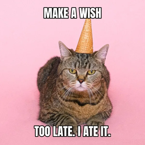 "TOO LATE. I ATE IT." — cat wearing a hat, sarcastic birthday meme