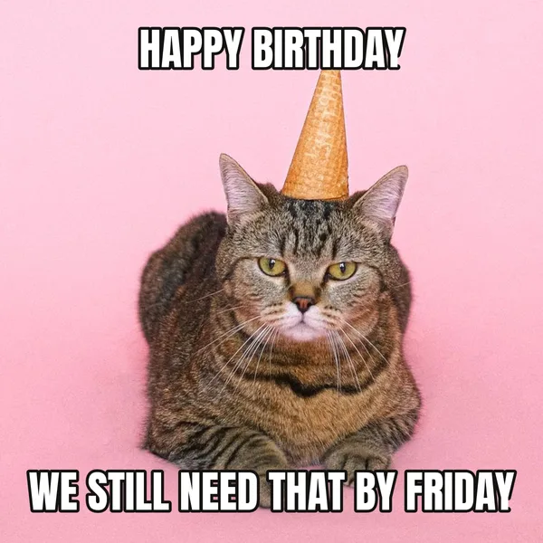 "WE STILL NEED THAT BY FRIDAY" — cat wearing a hat, coworker birthday meme