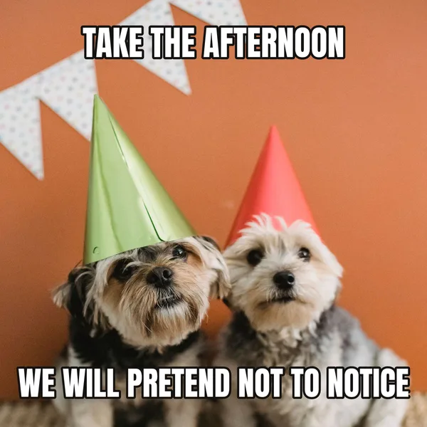 "WE WILL PRETEND NOT TO NOTICE" — dog wearing a hat, boss birthday meme