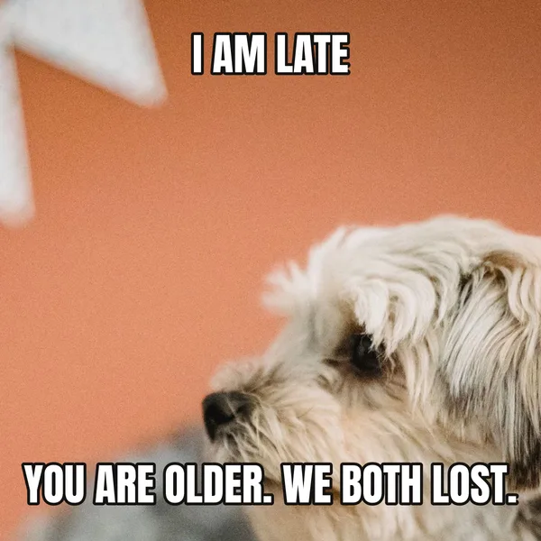 "YOU ARE OLDER. WE BOTH LOST." — dog wearing a hat, belated birthday meme